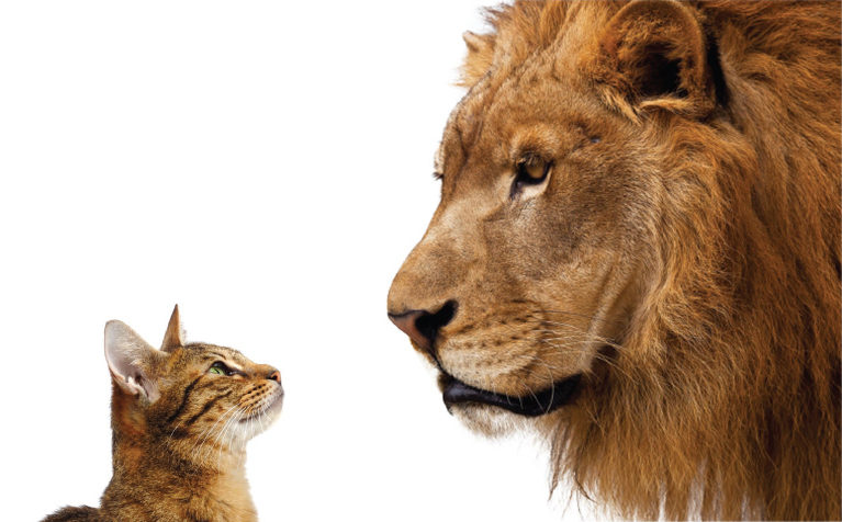 Reflexions-Brochure-Animals-Spread-3